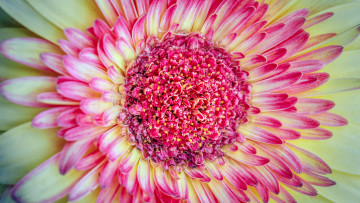 Картинка цветы внутри цветка лепестки астра тычинки цвет цветок хризантема макро