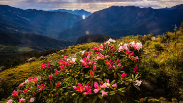 Картинка природа горы блики пейзаж дымка цветение холмы куст весна лучи цветы склон рододендроны чудесно вершины вид