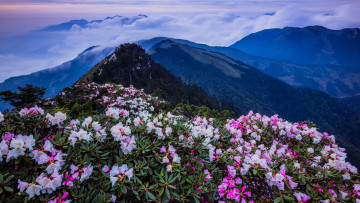 Картинка природа горы цветы туман рододендроны кусты вершины пейзаж весна сказка сказочно вечер дымка сумерки цветение холмы лес облака