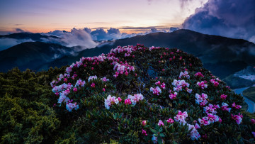 Картинка природа горы рододендроны вечер сумерки цветение холмы облака пейзаж туман кусты вершины небо весна цветы закат