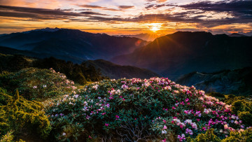 Картинка природа горы весна лучи кусты небо закат пейзаж сказка цветы рододендроны вечер дымка цветение сумерки холмы солнце облака