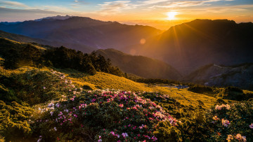 Картинка природа горы закат цветы красота склон рододендроны облака солнце лучи свет пейзаж блики кусты небо весна