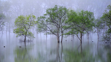 Картинка природа реки озера утро туман деревья вода дымка утки река весна