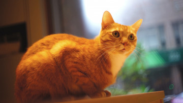 Картинка животные коты стена рыжий котяра смотрит размытый фон кот котэ помещение сидит фотосессия кошка взгляд окно стол