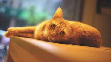 Картинка животные коты стол кошка окно мордашка кот помещение котэ глаза лапы красавец ракурс взгляд рыжий портрет поза лежит