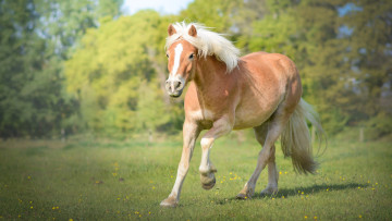 Картинка животные лошади весна лошадь трава луг персиковый деревья прогулка природа конь лужайка поле зелень поляна кони красавец белогривый парк
