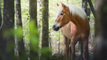 Картинка животные лошади взгляд белогривый красавец морда кони рыжий листья стволы лес конь природа гнедой деревья персиковый лето лошадь глаза