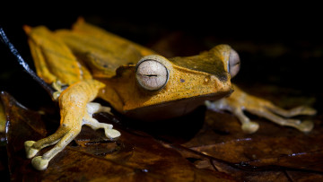 Картинка животные лягушки мордашка амфибии зрачки листок лягушка влажность лапки черный фон сидит глаза желтая макро лист земноводные