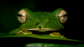 Картинка животные лягушки мордашка черный фон макро крупный план зеленая глаза амфибии земноводные зрачки лягушка