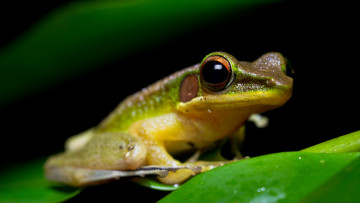 Картинка животные лягушки зеленый зеленая с желтым амфибии зрачки земноводные листок лягушка мордашка черный фон сидит глаза макро лист