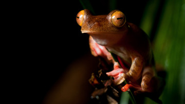 Картинка животные лягушки желтоглазая стебель глаза амфибии рыжая зрачки лягушка оранжевая сидит земноводные лист макро листок мордашка черный фон зеленый