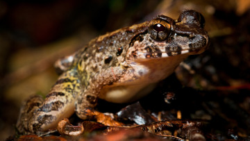 Картинка животные лягушки зрачки макро амфибии лягушка земноводные пятнистая темный фон полоски кожа глаза пятна