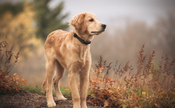 Картинка животные собаки друг golden retriever взгляд собака