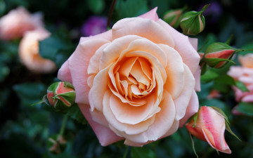 Картинка цветы розы бутон нежная сад цветок роза листья лепестки розовая куст лето