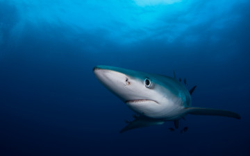 Картинка животные акулы глаза рыба подводный мир печальный рыбы рыбки голубая акула обитатели морей фауна фон подводная съёмка темный синий океан вода море морда смотрит под водой взгляд
