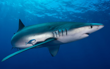 Картинка животные акулы рыба подводный мир огромная рыбища толща воды рыбы голубая акула обитатели морей фауна свет подводная съёмка разница океан вода крупная море рыбка под водой большая глубина