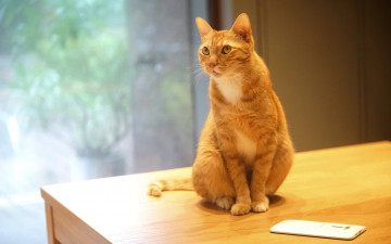 Картинка животные коты кошка мобильник электроника офис айфон гаджет кот поза окно стол стекло взгляд шоб никто не украл белый секьюрити лапочка рыжий стена сматрфон сидит мобильный телефон