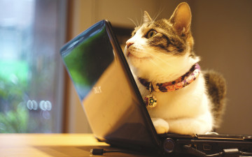 Картинка животные коты полосатый закачка электроника техника помещение морда котэ ноутбук кот ошейник офис фотосессия гаджет стена информационные технологии лежит кошка серый с белым окно
