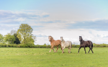 Картинка животные лошади лошадь трава весна небо трио луг три коричневый деревья белый прогулка природа конь троица облака коня лужайка поле зелень тройка поляна кони трое парк