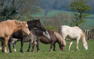 Картинка животные лошади пастбище пасутся прогулка пони поляна компания трава лошадь весна природа разные деревья настроение конь парк поле зелень кони луг
