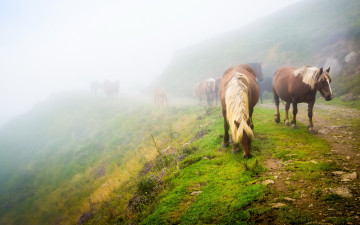 Картинка животные лошади пейзаж лошадь трава пасутся табун туман природа конь зелень настроение кони холм дорога склон утро