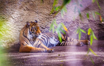 Картинка животные тигры животное зверь тигр окрас шерсть хищник