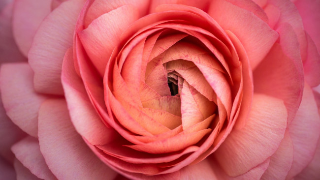 Обои картинки фото цветы, люпин, лососевый, лепестки, розовый, цветок, лютик, ранункулюс, макро