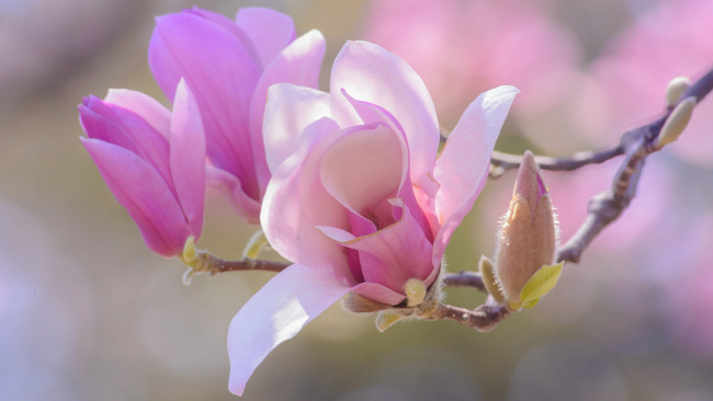 Обои картинки фото цветы, магнолии, весна, цветение, лепестки, розовый, бутоны, фон, нежно, красота, магнолия, ветка, цветки