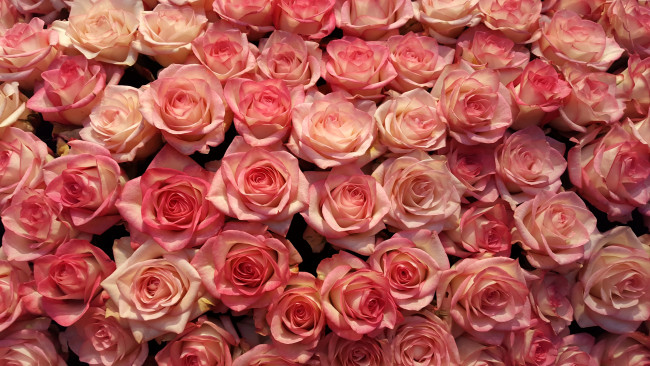 Обои картинки фото цветы, розы, бутоны, роза, много, лепестки, розовые