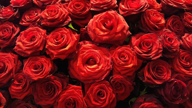 Обои картинки фото цветы, розы, много, красные, яркие, алые, роза, лепестки, бутоны