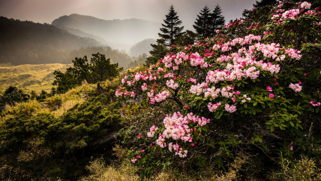 Обои картинки фото природа, горы, цветы, склон, туман, цветение, ели, рододендроны, кусты, пасмурно, зелень, холмы, растительность, пейзаж, весна
