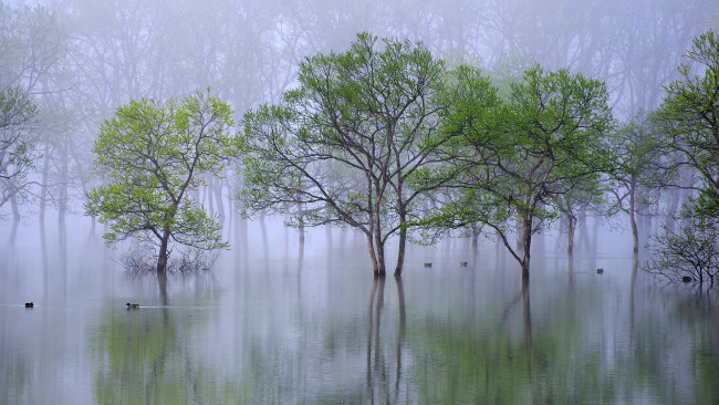 Обои картинки фото природа, реки, озера, утро, туман, деревья, вода, дымка, утки, река, весна