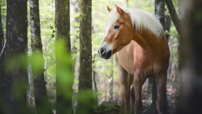 Обои картинки фото животные, лошади, взгляд, белогривый, красавец, морда, кони, рыжий, листья, стволы, лес, конь, природа, гнедой, деревья, персиковый, лето, лошадь, глаза