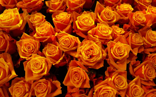 Обои картинки фото цветы, розы, много, оранжевые, яркие, роза, лепестки, золотые, желтые, бутоны