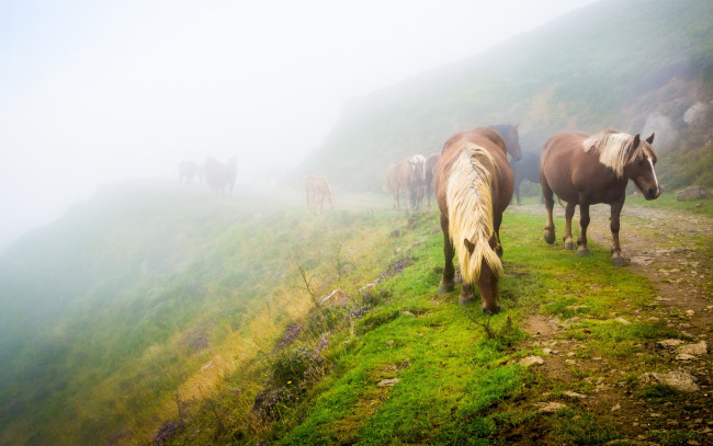 Обои картинки фото животные, лошади, пейзаж, лошадь, трава, пасутся, табун, туман, природа, конь, зелень, настроение, кони, холм, дорога, склон, утро