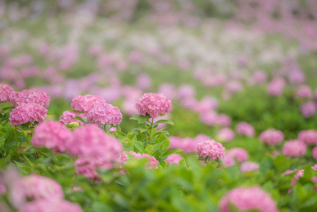 Обои картинки фото цветы, гортензия, розовые, pink, flowers