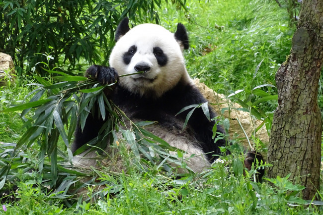 Обои картинки фото животные, панды, бамбук, еда, лапа, окрас, шерсть, панда