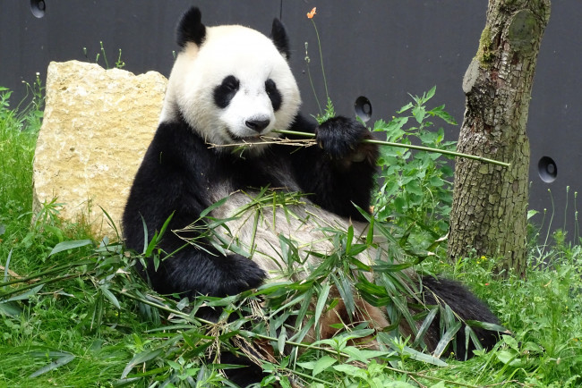 Обои картинки фото животные, панды, еда, бамбук, шерсть, окрас, панда