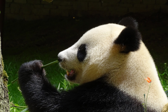 Обои картинки фото животные, панды, панда, шерсть, окрас, лапа, еда, бамбук