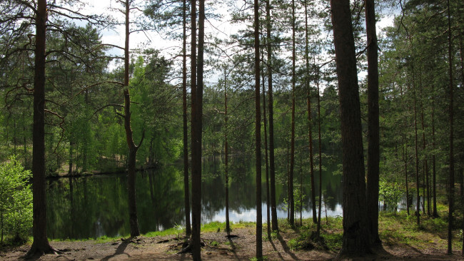 Обои картинки фото озеро, природа, реки, озера, лес, карелия, лето, июнь, деревья