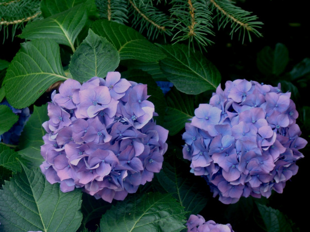 Обои картинки фото цветы, гортензия, зеленый, синий