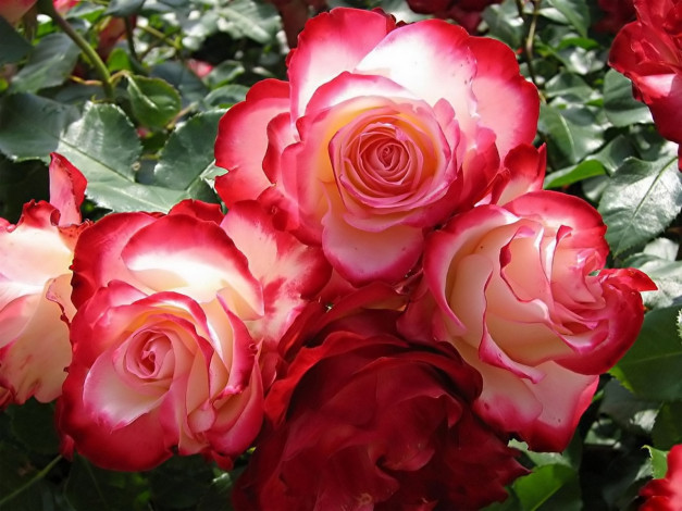 Обои картинки фото цветы, розы, белый, красный
