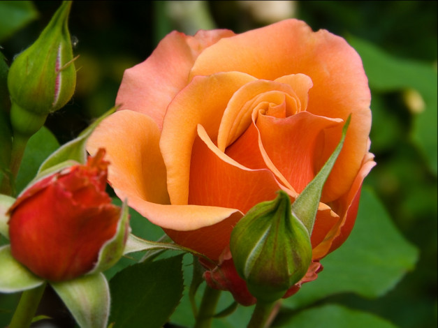 Обои картинки фото цветы, розы, бутоны, оранжевый