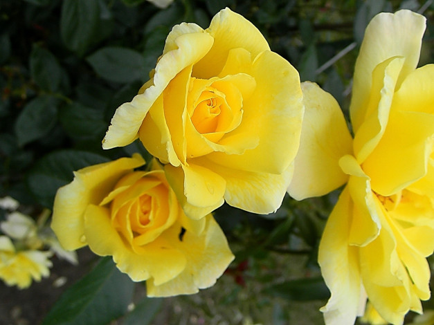 Обои картинки фото цветы, розы, желтые
