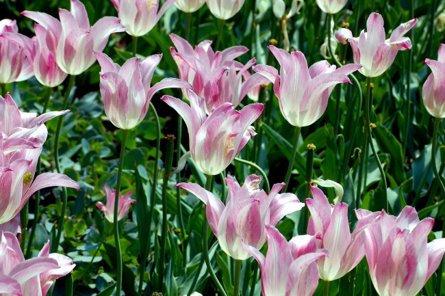 Обои картинки фото цветы, тюльпаны, много, розовый