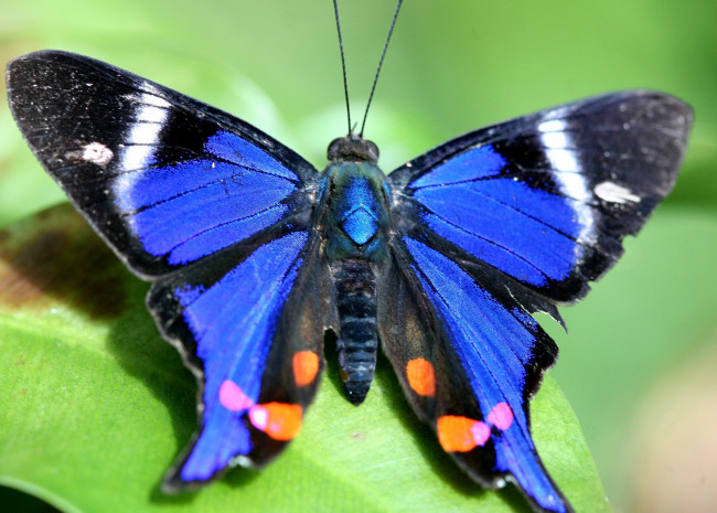 Обои картинки фото животные, бабочки, крылья, большой, синий