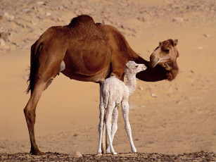 обоя time, with, mum, животные, верблюды, семейство, пустыня