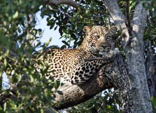 Картинка животные леопарды хищник кошка дерево