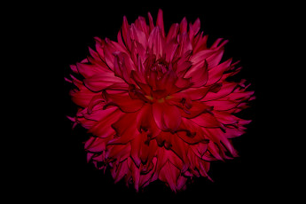 Картинка цветы георгины красый темный