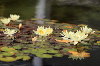 Картинка цветы лилии водяные нимфеи кувшинки пруд